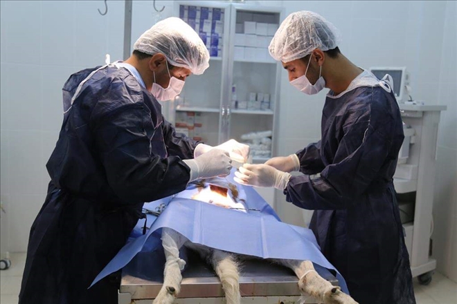 ASÜ Hayvan Hastanesi Fizibilite Projesi Onaylandı