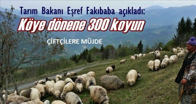 Köyüne Dönene 300 Koyun Hibe Edilecek | aksaray haber