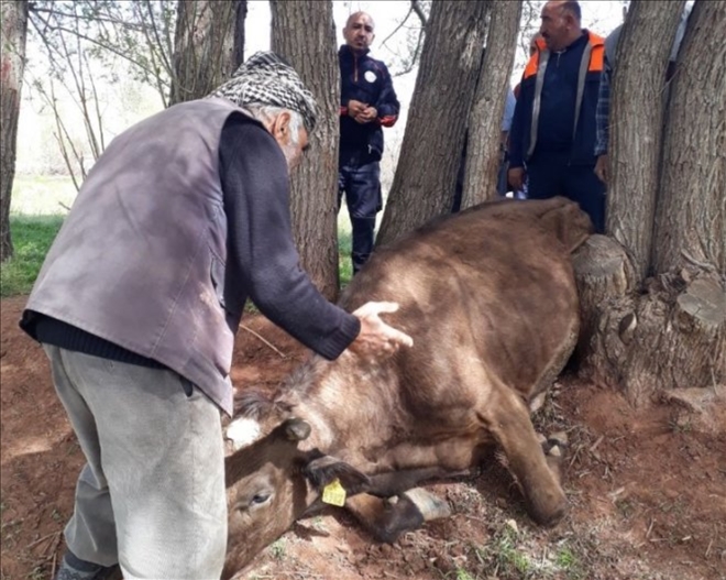 İki ağaç arasına sıkışan ineği AFAD kurtardı