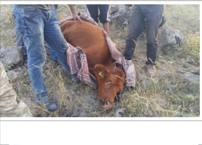 Ayağı kayalıklara sıkışan gebe inek kurtarıldı
