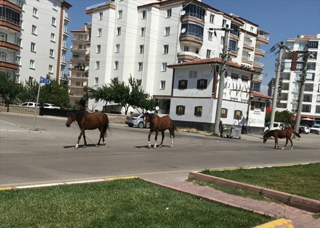 Başı boş atlar trafiği tehlikeye sokuyor