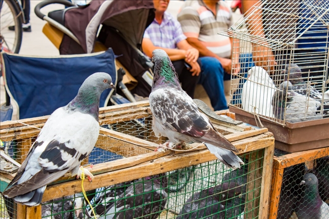 Özgürlüğe bağlanan ip: Kuş pazarı