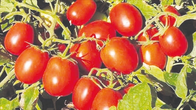 Yenikent salçalık  biber ve domates üretiminde iddialı