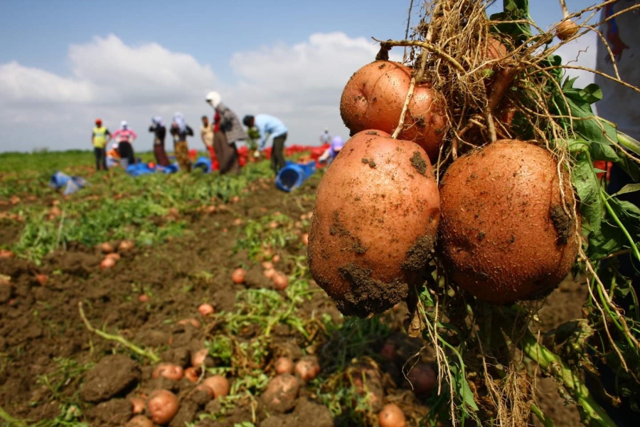 TZOB Genel Başkanı Bayraktar:Patates tarlada kaldı