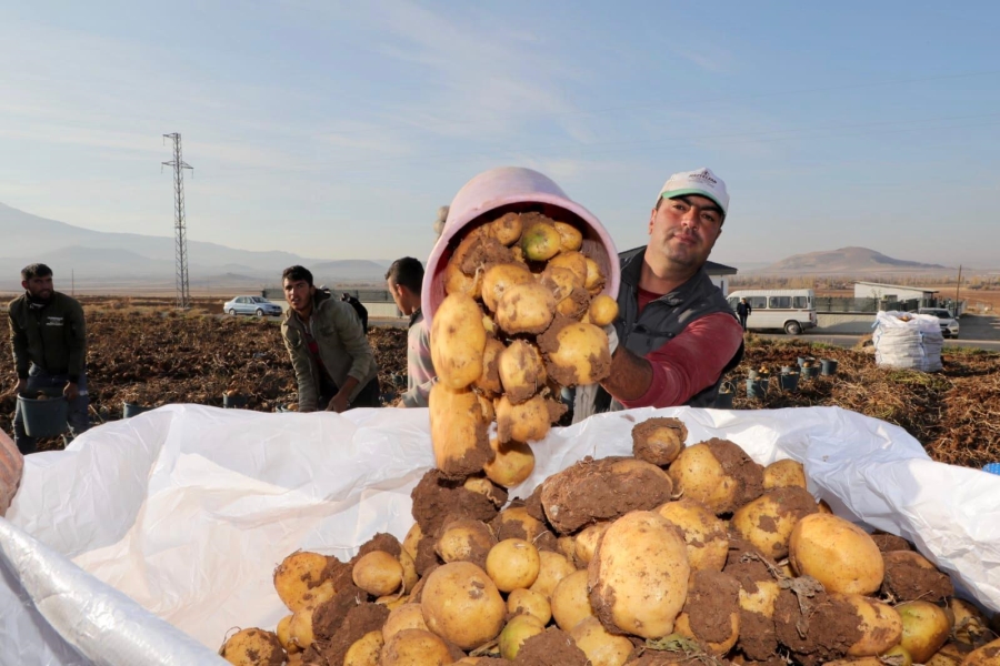 Aksaray Patates üretiminde 250 bin tonla Türkiye’de 7.sırada