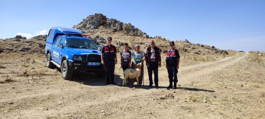 Jandarma, kaybolan 12 koyunu dronla buldu