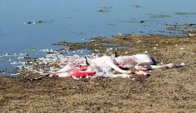 Flamingo Katliamı Tepki Topladı