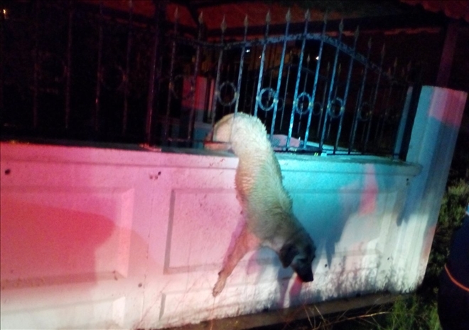 Bahçe demirlerinde mahsur kalan köpek kurtarıldı - aksarayhaber68