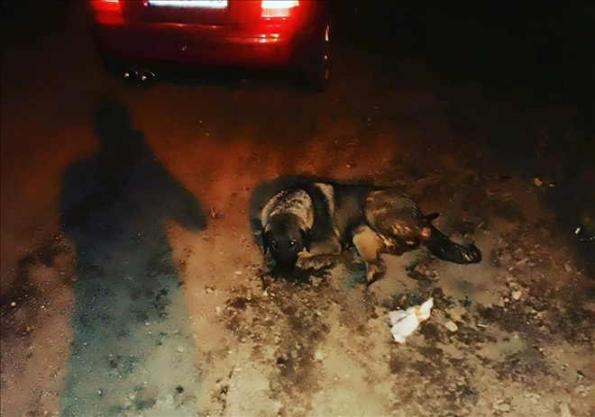 Otomobilin çarpıp kaçtığı yaralı köpeğe, belediye sahip çıktı