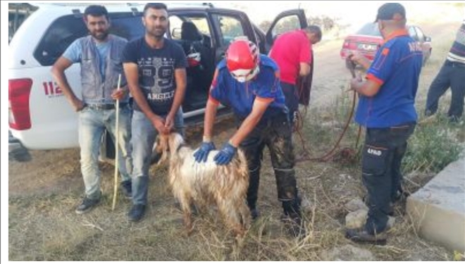 Sulama kanalına düşen keçi kurtarıldı