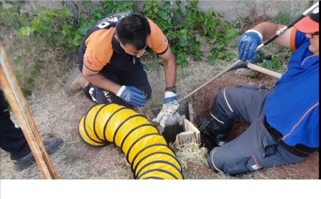 5 metrelik kuyuya düşen yavru kedi AFAD ekibince kurtarıldı