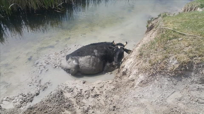 Bataklığa saplanan inek AFAD ekiplerince kurtarıldı