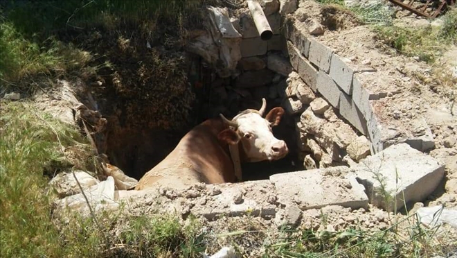 Foseptiğe düşen inek AFAD ekipleri tarafından kurtarıldı