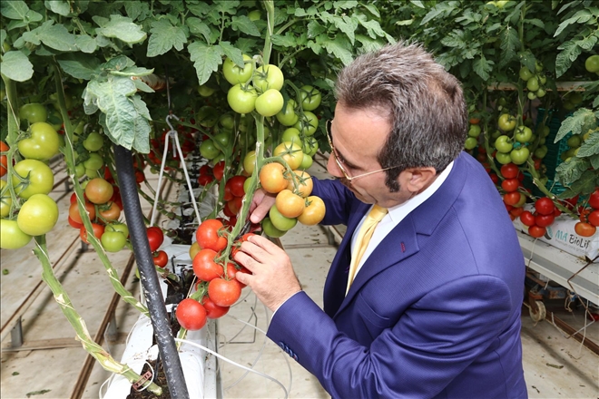  Aksaray´da,Serada 12 ay boyunca domates üretimi yapılıyor