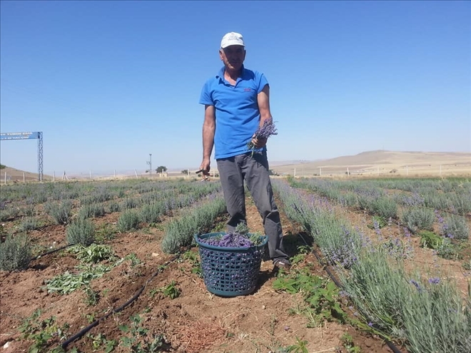 Aksaray´da lavanta hasadı başladı