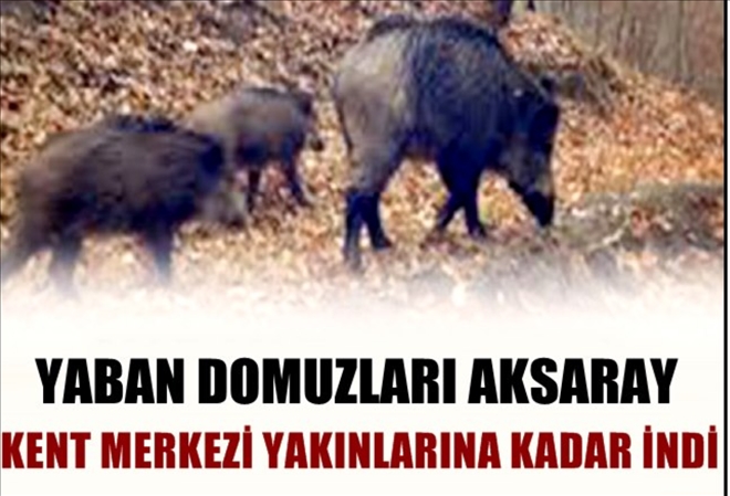 Aksaray da yaban domuzları kent merkezine indi