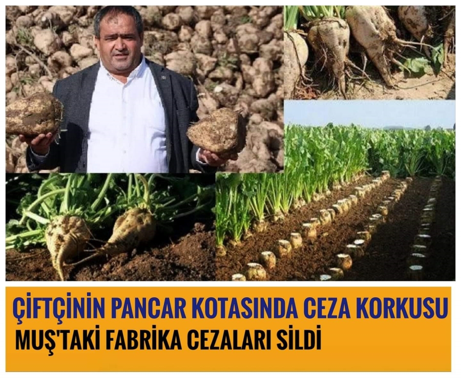Pancara kota cezası Aksaraylı çiftçiyi endişelendiriyor!