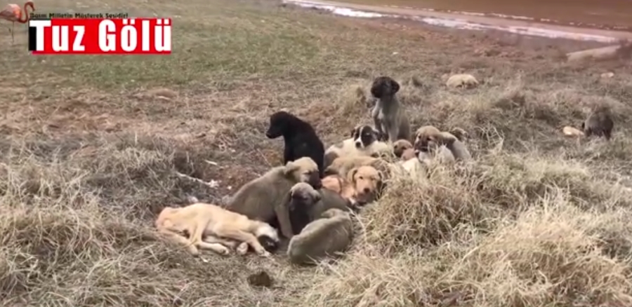 Bu Nasıl Vicdansızlık! 50 köpek yavrusunu soğukta ölüme terk ettiler