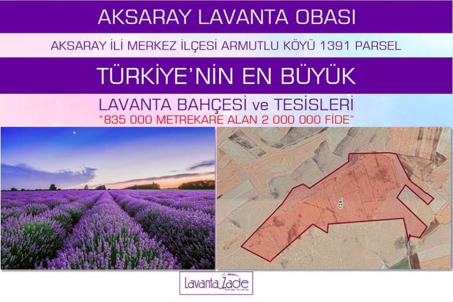 Türkiye’nin en büyük lavanta bahçesi ve tesisleri Aksaray’da kuruluyor