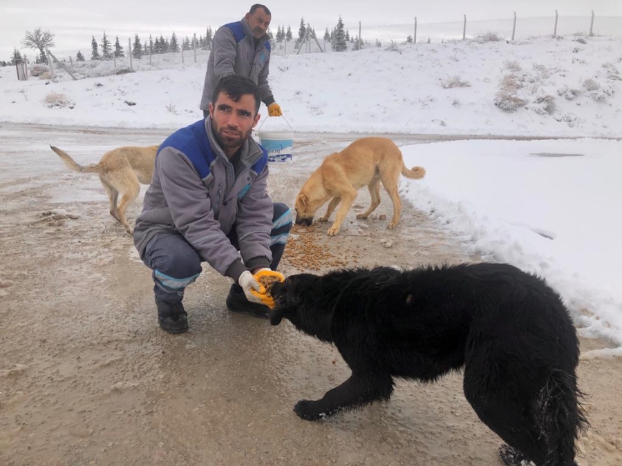 Aksaray Belediyesi sokak hayvanları için doğaya yem bıraktı