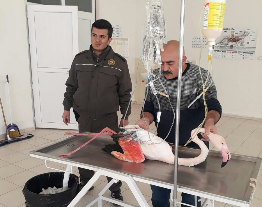 Yaralı flamingo tedavi altına alındı