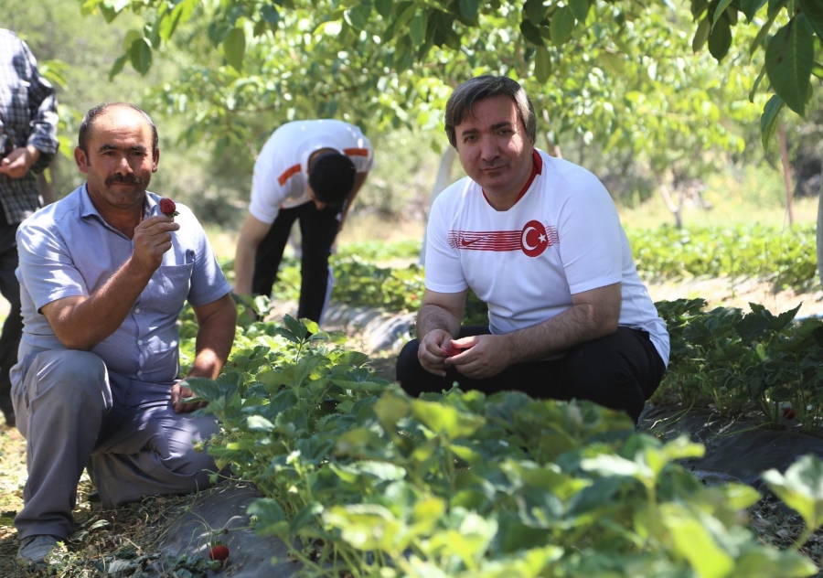 Vali Hamza Aydoğdu : “Sanal toplulaştırma projesi ile Aksaray’da çilek üretimini arttıracağız”