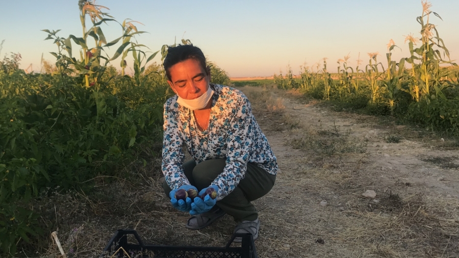 Kadın üretici yetiştirdiği Mor Çilekleri yurtiçi ve yurtdışına gönderiyor