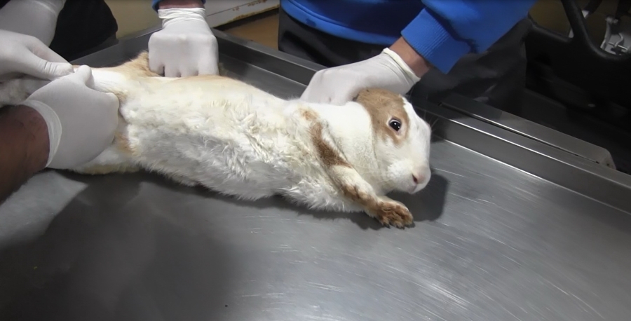 Yaralı tavşana belediyeden şefkat eli
