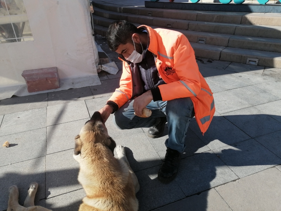 Temizlik görevlisi sokak hayvanlarını besledi