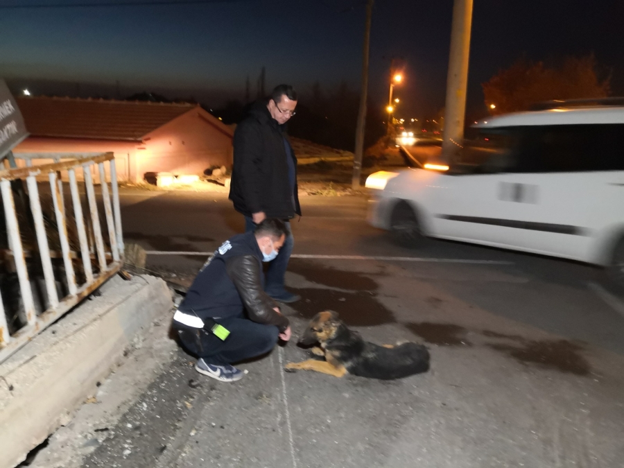 Otomobilin çarptığı yaralı köpeğe polis şefkati