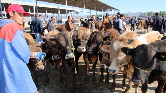 Aksaray hayvan pazarı 2 hafta süre ile kapatıldı
