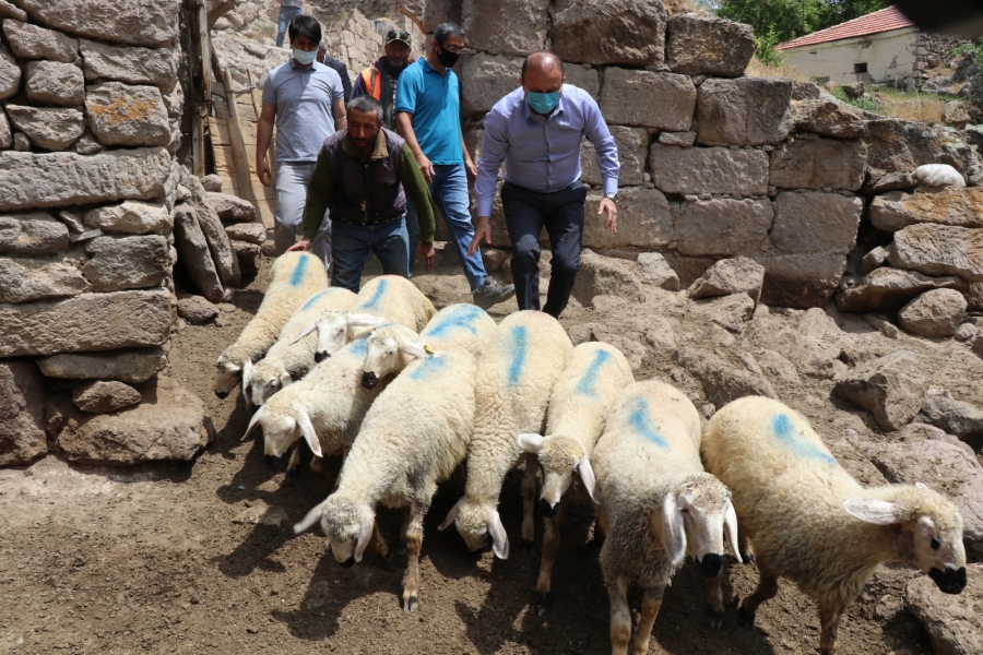 10 koyunu  telef olan yetiştiriciye Valilik desteği