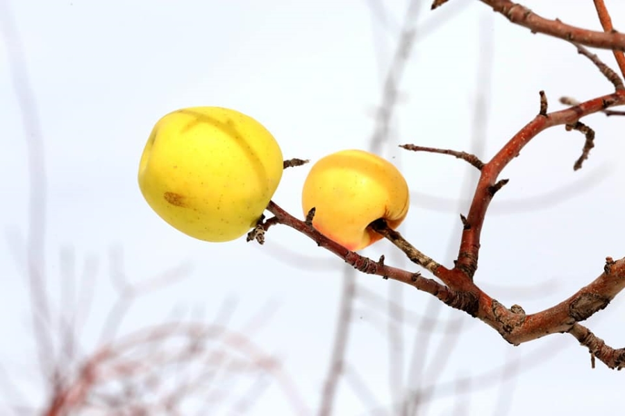 Aksaray Belediyesi kuşlar için ağaçlara elma astı