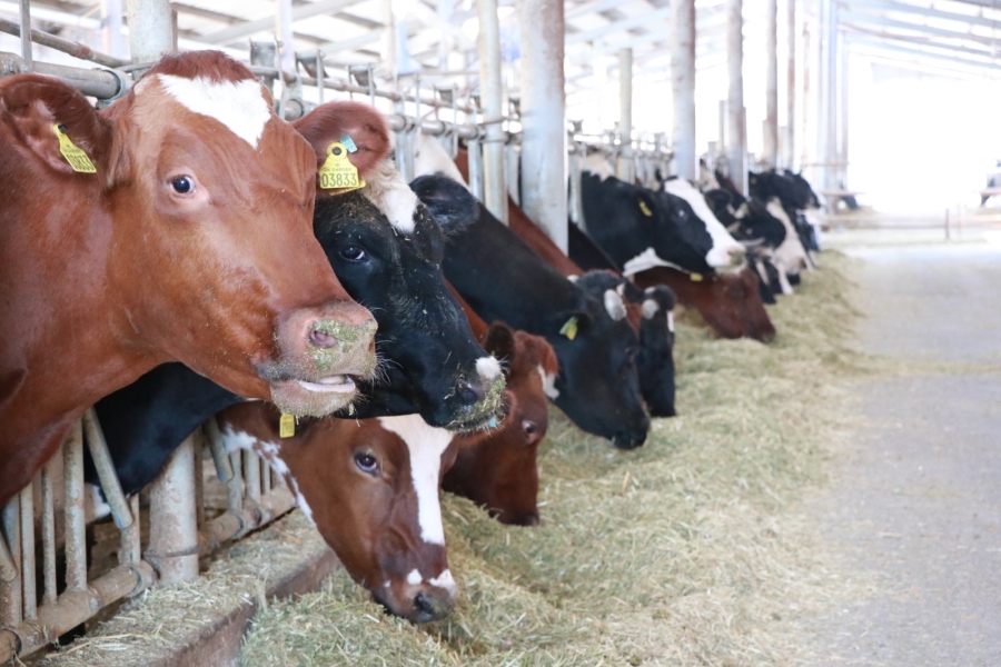Aksaray’da hayvan üreticileri süt fiyatlarının revizesini bekliyor