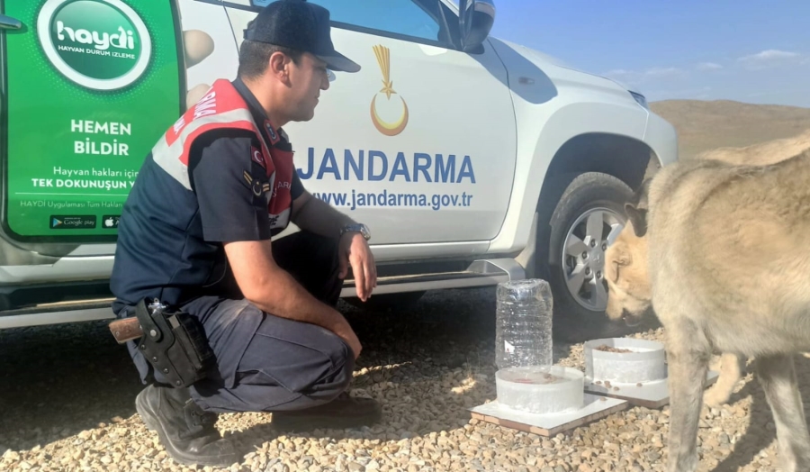 Jandarma sıcaktan etkilenen sokak hayvanlarının mama ve su ihtiyacını karşılıyor