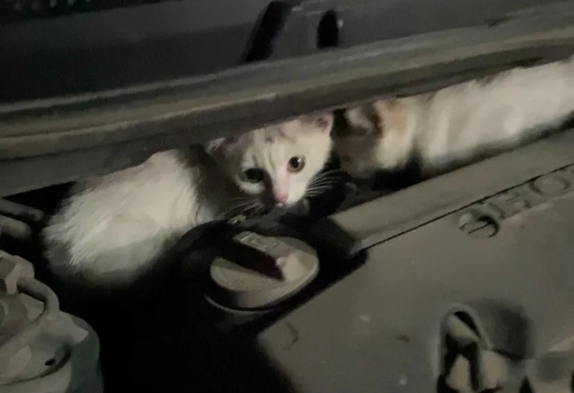 Yavru kediler aracın motorundan çıktı 