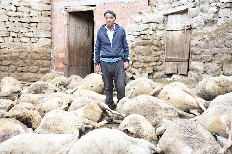 Köye inen kurt, 66 küçükbaşı öldürdü