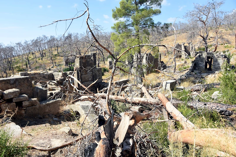 Büyük Manavgat yangınında zarar gören ağaçlar, antik yapıların üzerine devrildi