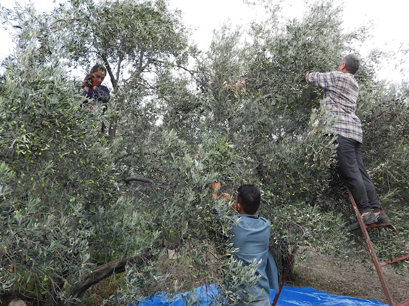 Hatay’ın meşhur halhallı zeytininde hasat dönemi