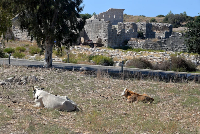 Patara