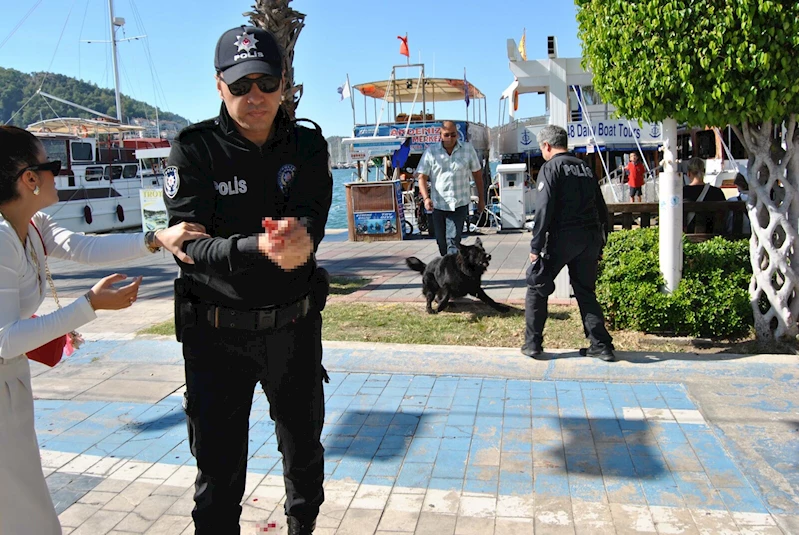  Kurt köpeğinin polislere saldırması kamerada