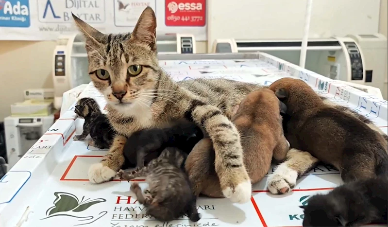 Kedi, 2 yavru köpeğe sütanne oldu