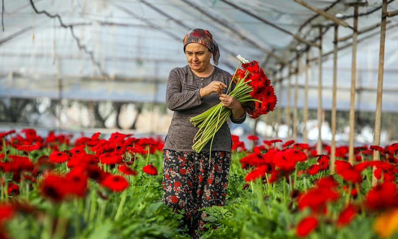 Süs bitkileri ihracatının yüzde 45,6