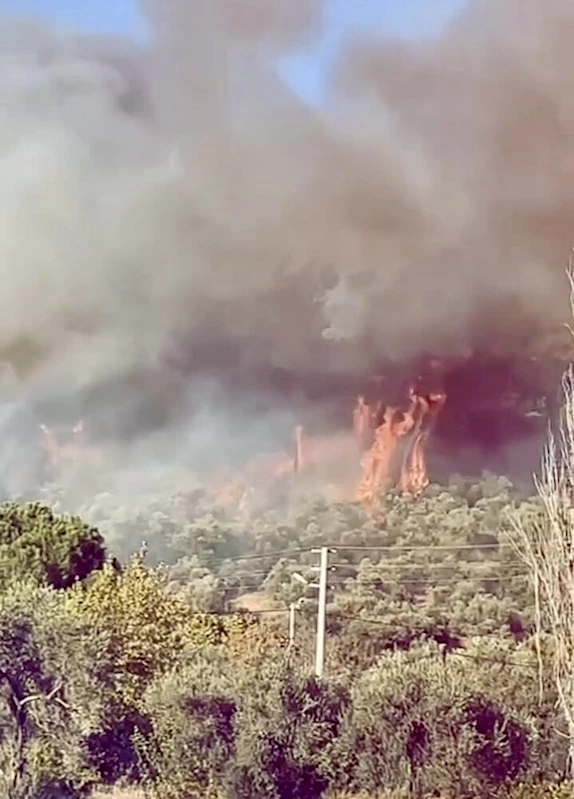 Muğla’da orman yangını