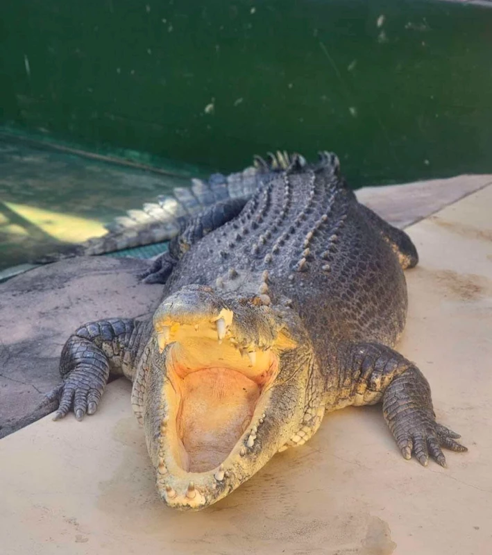 Crocodile Dundee filmindeki timsah hayatını kaybetti