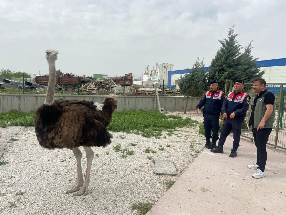 Fabrika bahçesinde deve kuşu bulunduran şahısa 30 bin lira para cezası...
