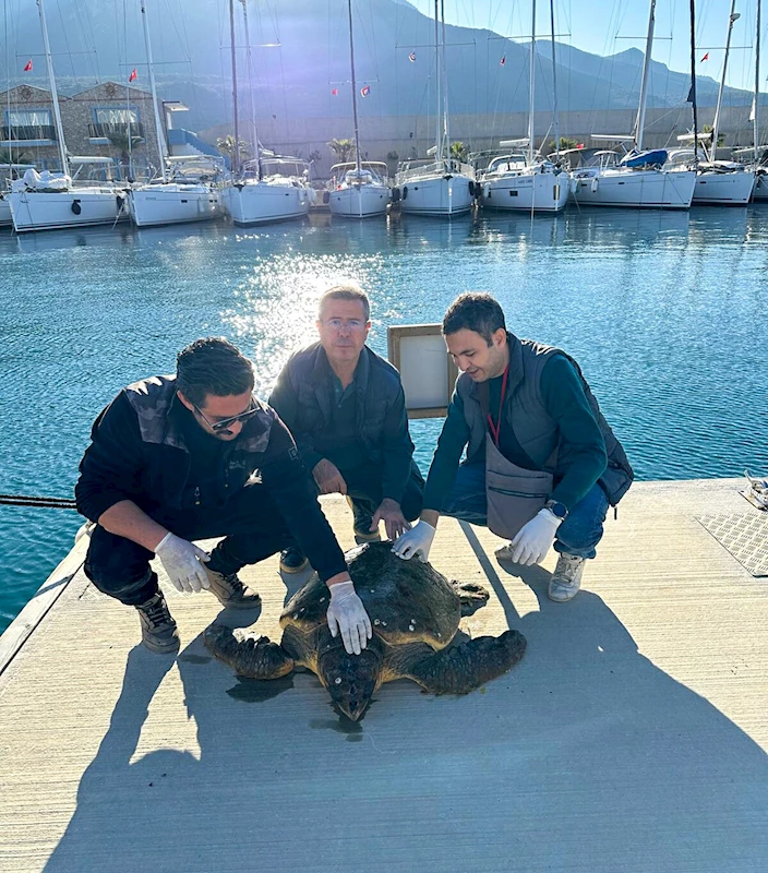 MUĞLA’da yaralı caretta caretta, tedaviye alındı (VİDEO EKLENDİ) 