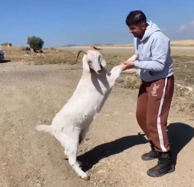 Barınaktan çalınan keçiler, kasapta kesilmiş bulundu