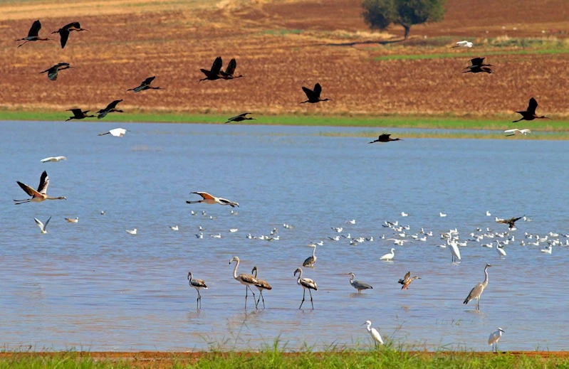 Reyhanlı Baraj Gölü, Türkiye