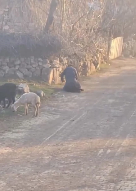 Tokat - Koyuna kötü muamelede bulunan şüpheli gözaltına alındı /Video eklendi 